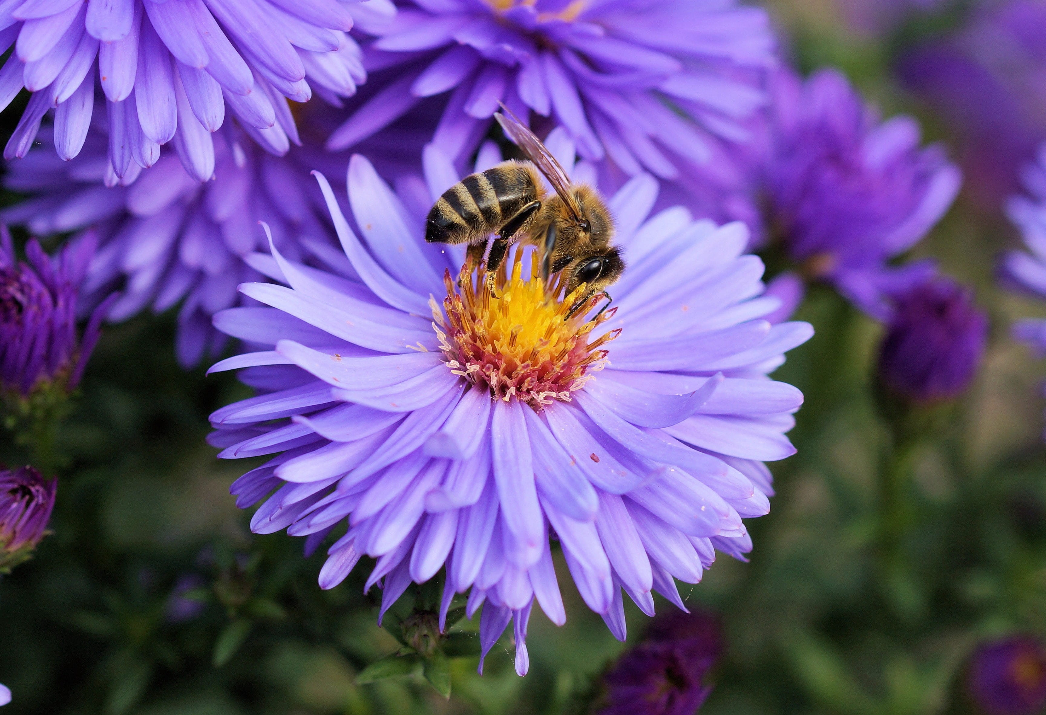 ¿Por qué son tan importantes las abejas para el medio ambiente?