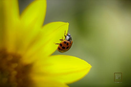 Fotografía por: José Luis Girarte