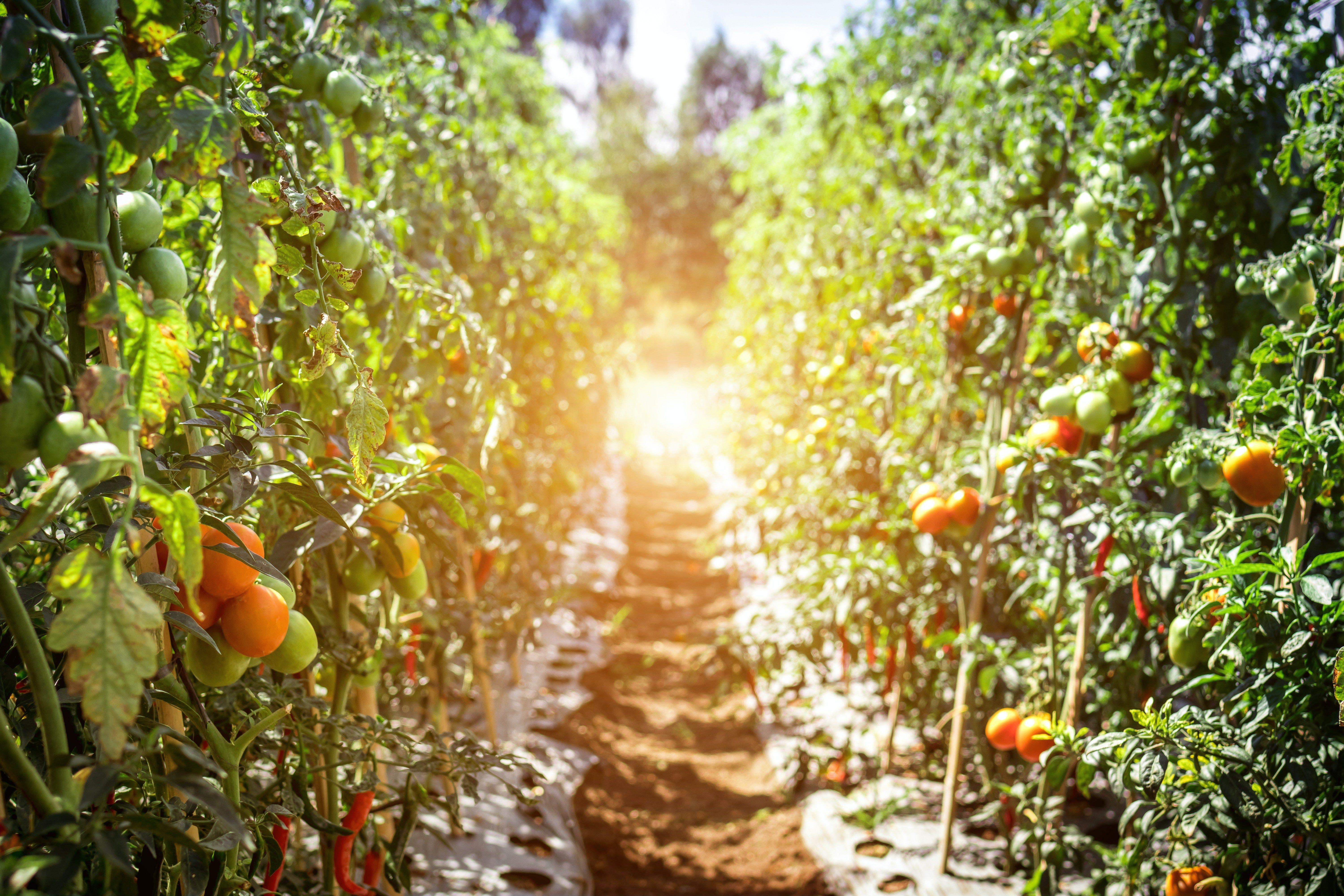 El privilegio de comer de la tierra