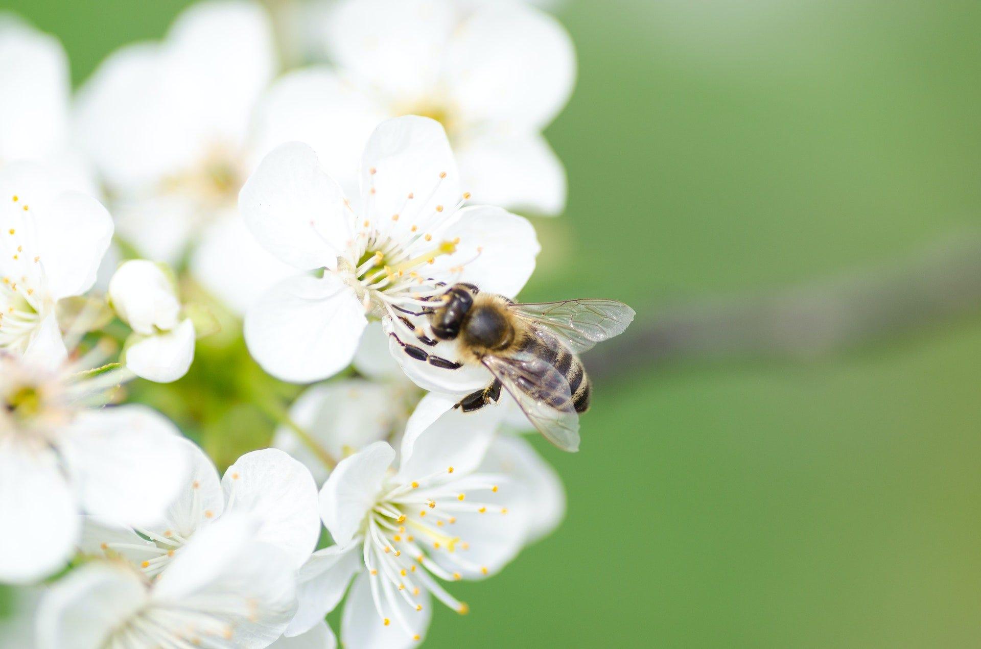 A propósito de abejas…