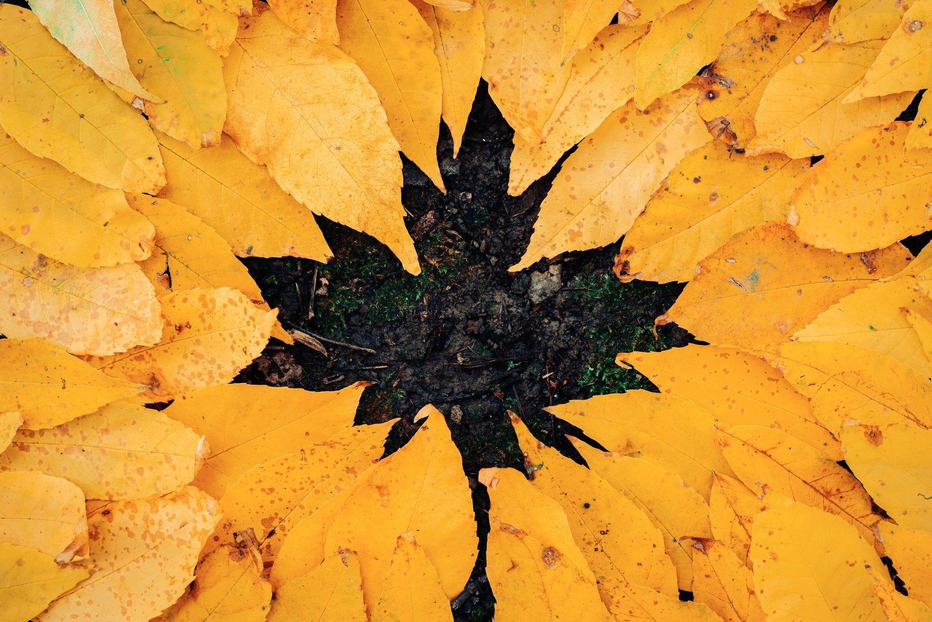 7 datos curiosos sobre el otoño que tal vez no conozcas